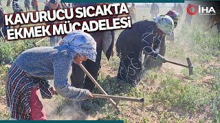 Mevsimlik İşçilerin Kavurucu Sıcakta Ekmek Mücadelesi