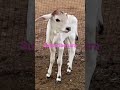 गोमाता smallcow cute punganuru desi indian shotestगोंडस गायीचे बाळ धावते cute calf running