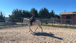 Mule Training - Sophia - Bending, Stop and Back Up, Turn on Forehand, Sidepass, Mounting - Advice