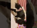 なんか変な座り方の猫おったwww shorts