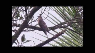 Common Hawk Cuckoo (Brain Fever Bird)