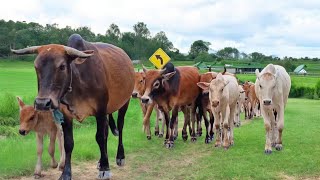 Suara Sapi Moo, kawanan Anak Lembu sapi jinak berkeliling di jalan dan ladang, Moo, Sapi lucu.....