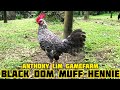 BLACK DOM MUFF HENNIE - ANTHONY LIM GAMEFARM