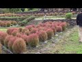 ラブラドール陸「広大なコキアの花畑をお散歩～♪」