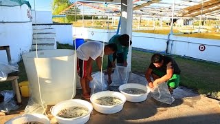 Effective Practices in Milkfish Growout Cage Culture | TatehTV Episode 07