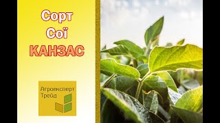 Соя Канзас 🌿, опис сорту 🌿 - насіння в Україні