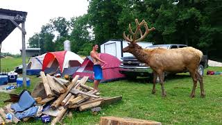 Crazy Guy Feeding a Bull Elk!