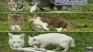 Funny fishing test of cats