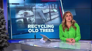 Ringing in the new year by recycling old Christmas trees for zoo animals