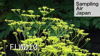 【4K/HD動画素材FLW010】花、オミナエシ、女郎花、黄色、秋の七草 【Stock Footage Video】Patrinia scabiosifolia