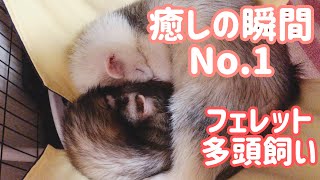 フェレット【癒しの瞬間】はじめての多頭飼い ferret#11