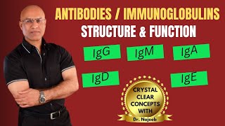 Antibodies | Immunoglobulins | IgG| IgM | IgA | IgD | IgE | Immunology