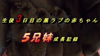 生後3日目の黒ラブの赤ちゃん、５兄妹の成長記録　ラブラドールレトリバー