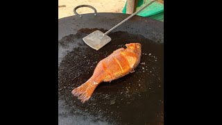 Travel Time - Manchinbele Dam - Fresh water fish