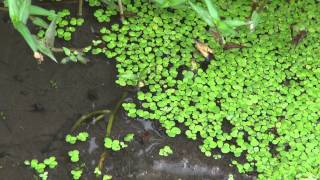 Great Duckweed, ウキクサ