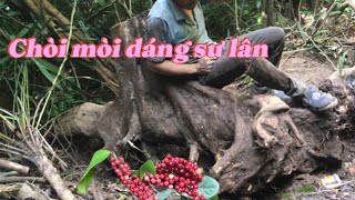 Lên rừng bắt sư lân chòi mòi trâu siêu trái #bonsai