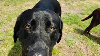 🐾Labby camera time.. 🐾