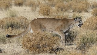 Calling in a Mountain Lion