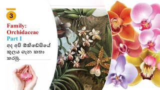 3- Family : Orchidacea (Part 1)/ඕකිඩ් විශේෂයක්, ඕකිඩ් ගණයක් වෙන්කර හඳුනා ගනිමු.Orchid Sinhala