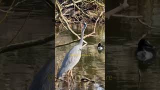 Hasse) #explore #nature #new #birds #storks #duck #sea #malmö #shorts #swan #followme #foryou