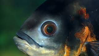 Biological vision | Wikipedia audio article