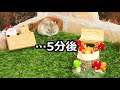 《ハムスター／ジャンガリアン》クリスマスパーティー中に大惨事！？　ケーキの前でハムスターが反省？ catastrophe hamster in front of the cake