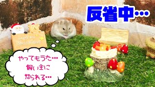 《ハムスター／ジャンガリアン》クリスマスパーティー中に大惨事！？　ケーキの前でハムスターが反省？ Catastrophe! ? Hamster in front of the cake?