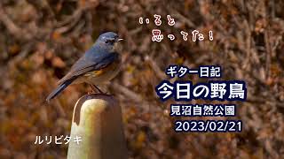 ギター日記　今日の野鳥　・　見沼自然公園　2023年2月21日