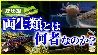 【ゆっくり解説】【総集編】両生類とは何者なのか？を解説/絶滅速度が速い!?カエル/オオサンショウウオ/ウーパールーパー他【作業用】【睡眠用】