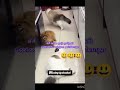 டேய் குண்டு பயலே என்னை ஏன்டா அடிச்சே 🤣🤣🤣🤣🤣 shortsvideo catsfight cutecat cutedog trendingshorts