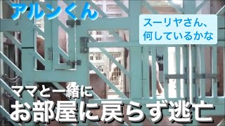 お部屋移動中に、スーリヤさんに会いに行くアルンくん　2024.06.18