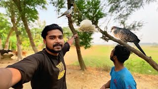 ঘুঘু পাখি এত নিচ ডালে কেন বাসা করে?? | Village Bird 🐦 ￼