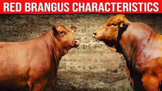 ⭕ RED BRANGUS Characteristics ✅ Biggest Bulls And Cow