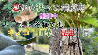 【キノコ・山菜・昆虫・貝類】ミヤマトンビマイタケとウワバミソウの筑前煮　他