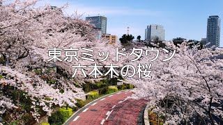 東京ミッドタウン（六本木）の桜｜六本木駅のすぐ側。ミッドタウン・ガーデン周辺の桜並木が綺麗でした。（東京の花見）