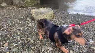 Heidi Gubala Takes Puppy On A Walk