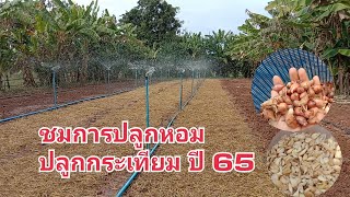 ชมการปลูกหอมและกระเทียมปี 65