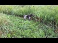 make a pointer cautious. german shorthair training. pigeons. launcher