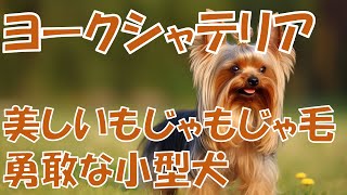 【ヨークシャテリア】美しいもじゃもじゃ毛の勇敢な小型犬