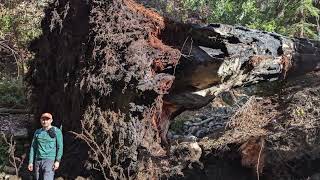 Giant Redwood Tree Fall in Big Sur