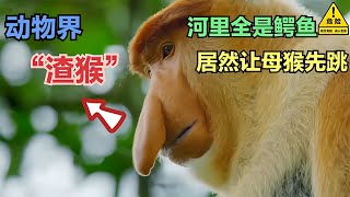 長鼻猴跳進全是鱷魚的河，公猴居然讓母猴先跳，動物界的渣男 #gentleman探案 #电影 #电影解说 #影视 #影视解说