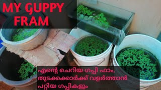 My Guppy Farm| എന്റെ ചെറിയ ഗപ്പി ഫാം, തുടക്കക്കാർക്ക് വളർത്താൻ പറ്റിയ ഗപ്പികൾ|framing|HishamTube