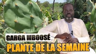 Ndiarignou Garabou Garga Mbossé ( Cactaceae ) Pr Ousmane Ndiaye - SAMA XALAAT TV