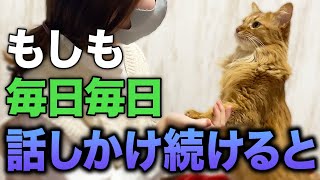 【恐怖】猫に毎日話しかけ続けるとこうなります