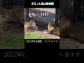 見つめられて照れる妻 shy wife オリト イオ 旭山動物園 かわいい ＃lion asahiyamazoo shorts cute 癒し big cat