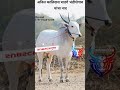 अनिल कालिदास घाडगे भंडीशेगावयांचा 🐂 khillar breeder indiankhillarprime cow cattle s