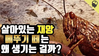 살아있는 재앙 메뚜기 떼의 발생원인은 무엇인가