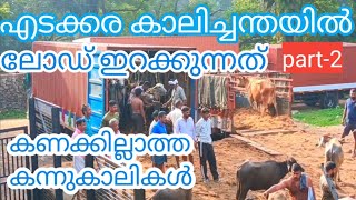 🔴എടക്കര ചന്തയിൽ കന്നുകാലി ലോഡ് ഇറക്കുന്നത് 🔴കണക്കില്ലാത്ത കന്നുകാലികൾ🔴