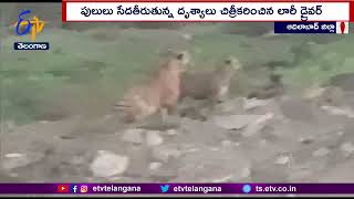 Tigers Roamed in Bhimpur At Adilabad | భీంపూర్‌లో మళ్లీ పులుల సంచారం | Viral in Social Media