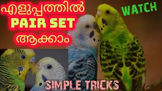 Budgies/Lovebird_നെ pair ആക്കാം പെട്ടന്ന്. How to set budgies pair fastly. Malayalam, simple tricks.